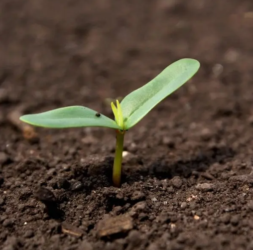 Farmers Turn to Soil Restoration as Corn and Soy Prices Sink